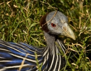 Urubu de Cabeça Azul 5