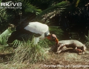 ARKive image GES056205 - King vulture