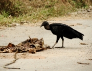 Urubus Comendo 2