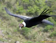 Condor dos Andes