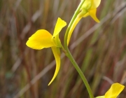 Utricularia Meyeri 1