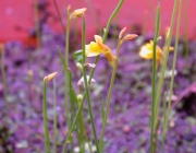 Utricularia Meyeri 2