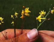 Utricularia Meyeri 3