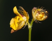Utricularia Meyeri 4