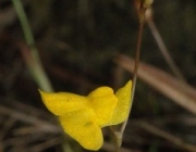 Utricularia Meyeri 5