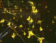 Utricularia Meyeri 6