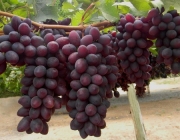 Uvas sem Sementes 2