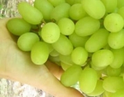 Uvas sem Sementes 3