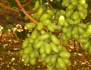 Uvas sem Sementes 5