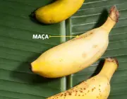 Variedades de Banana 4