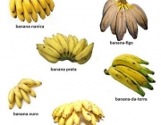 Variedades de Banana 1