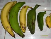 Variedades de Banana 4