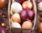 Variedades de Cebola 2
