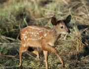 Veado Catingueiro 2