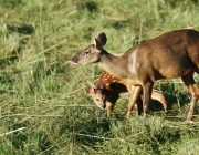 Veado Catingueiro 3