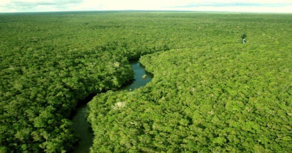 Clima e Vegetação da Floresta Amazônica | Mundo Ecologia