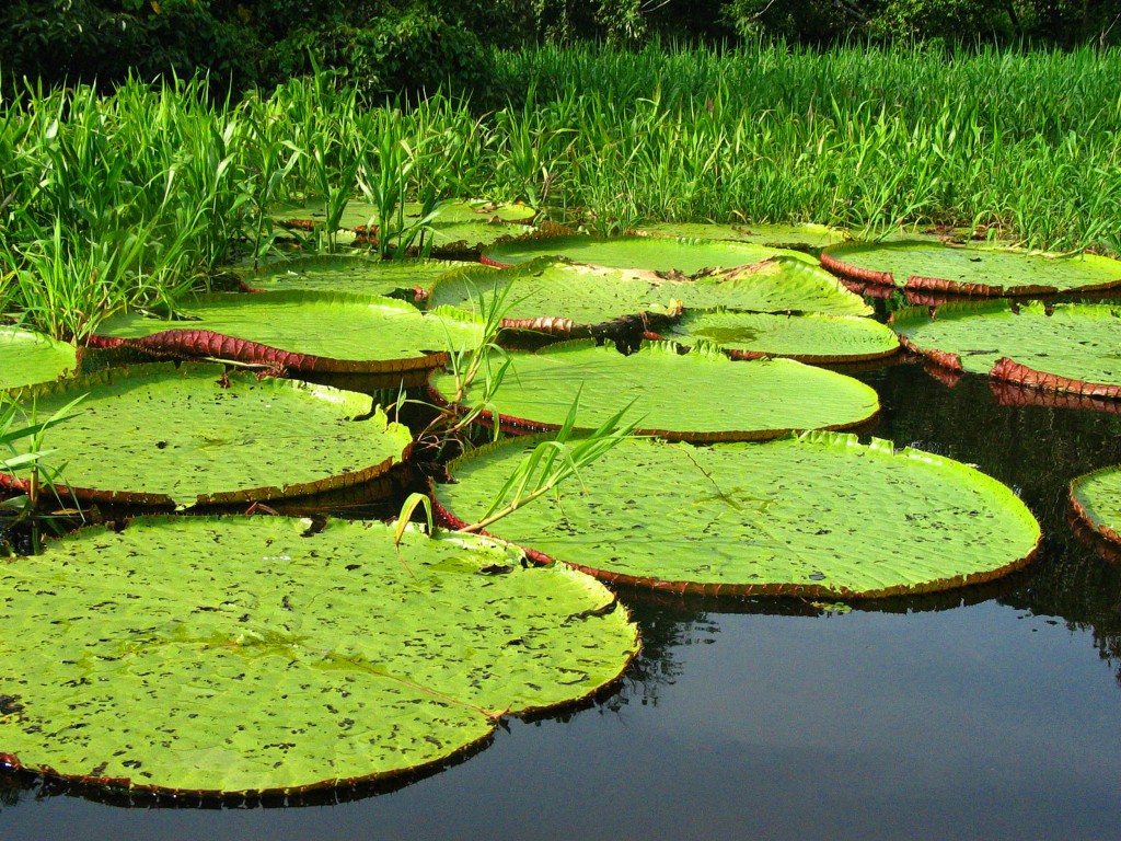 Clima e Vegetação da Floresta Amazônica | Mundo Ecologia