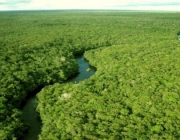 Vegetação da Amazônia 2