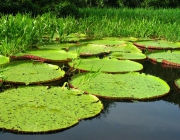 Vegetação da Amazônia 3