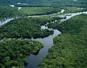 Vegetação da Amazônia 5