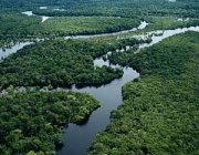 Vegetação da Amazônia 5