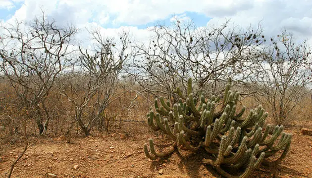 Vegetação da Caatinga 1