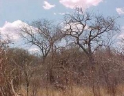 Vegetação da Caatinga 2