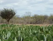Vegetação da Caatinga 3