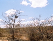 Vegetação da Caatinga 4