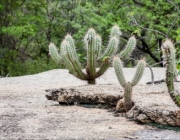 Vegetação da Caatinga 5