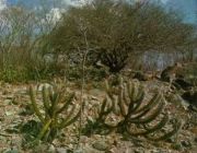 Vegetação da Caatinga 6