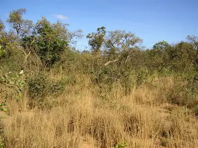 Vegetação Típica do Cerrado 4