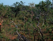 Vegetação Típica do Cerrado 1