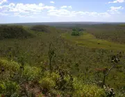 Vegetação Típica do Cerrado 3