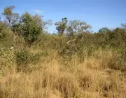 Vegetação Típica do Cerrado 4