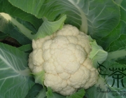 Vegetais Comestíveis da Família Brassicaceae 2