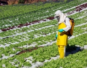 Vegetais Contaminados com Agrotóxicos 5