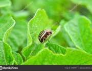 Colorado beetle eats a potato leaves young. Pests destroy a crop in the field. Parasites in wildlife and agriculture.