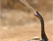 Veneno de Cobra Naja 1