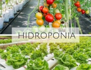 Verduras Hidropônicas 2