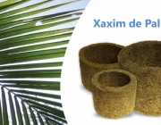 Xaxim de Palmeira 2