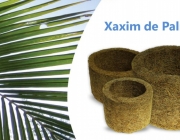 Xaxim de Palmeira 2