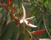 Xylopia Aromatica 2