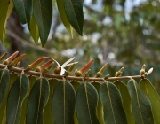 Xylopia Aromatica 3