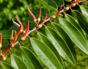 Xylopia Aromatica 6