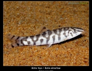 YoLoach-Botia 2