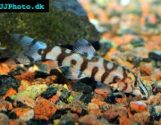 YoLoach-Botia 6