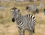 Zebra 1
