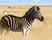 Zebra 3