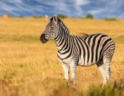 Zebra 4